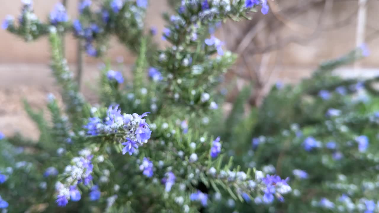 Rosemary blue purple flower blooming in tehran park garden iran nature landscape Finland Poland aromatic fragrant herb spice food medicine botany nature outdoors close up springtime summer horizontal