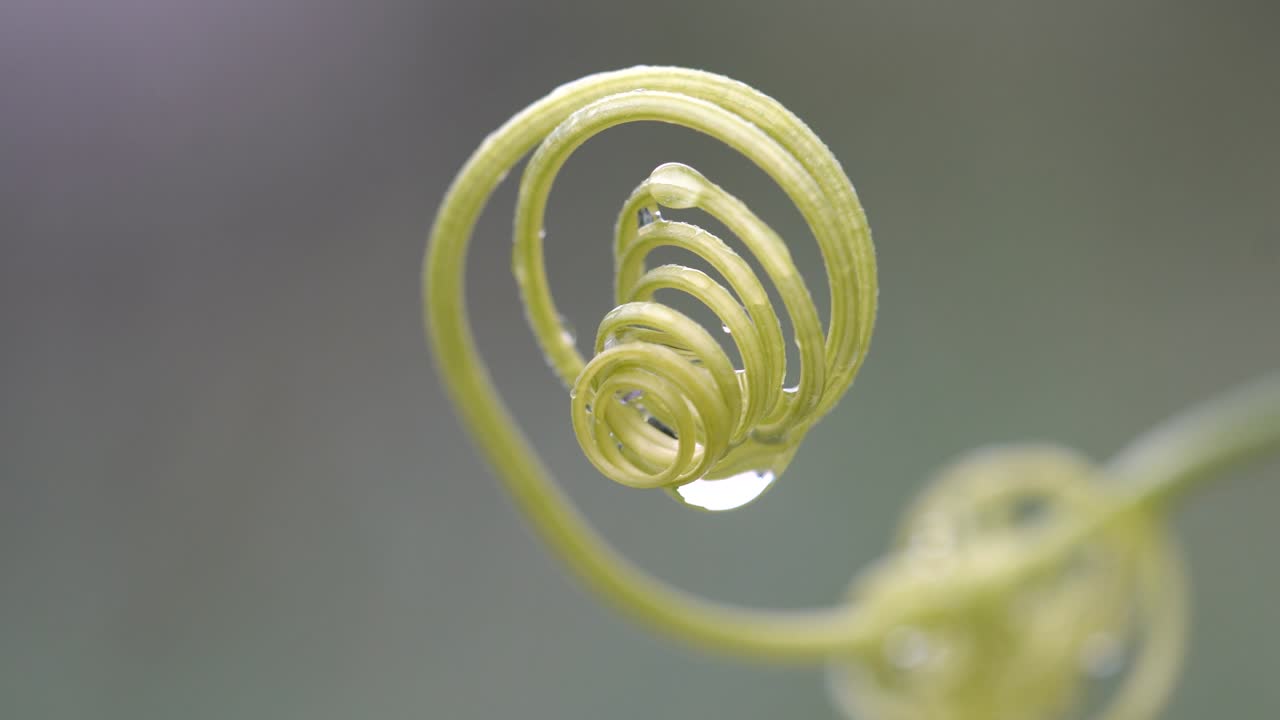 초록색 곱슬 가지 의 나선형 사슬