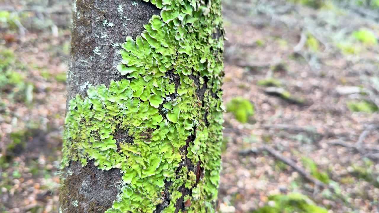 Camera slowly pans across lichen-covered tree trunk in soft daylight, revealing forest floor background