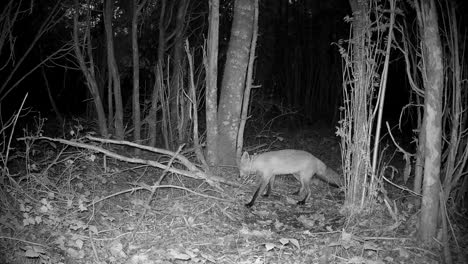 red fox (vulpes vulpes) suspiciously wandering around the forest at night. saaremaa, estonia.