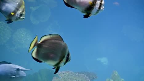 Peces-Tropicales-Nadando-En-El-Acuario-De-Arrecife-Azul