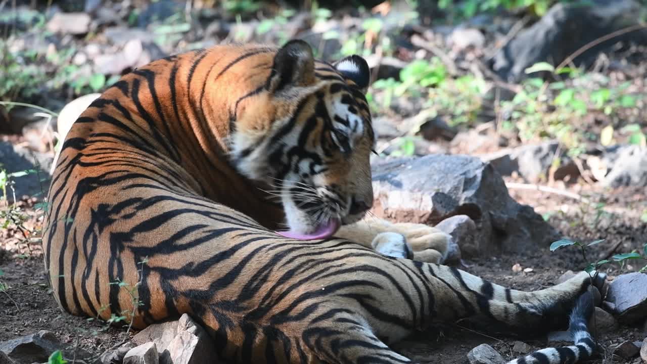 una toma de cuerpo completo de un tigre de bengala colocando y limpiando su pierna trasera