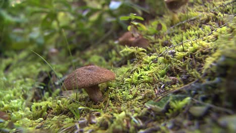 Wild-mushrooms-in-the-ground-waiting-to-be-picked