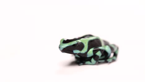 poison dart frog smooth zoom in slomo