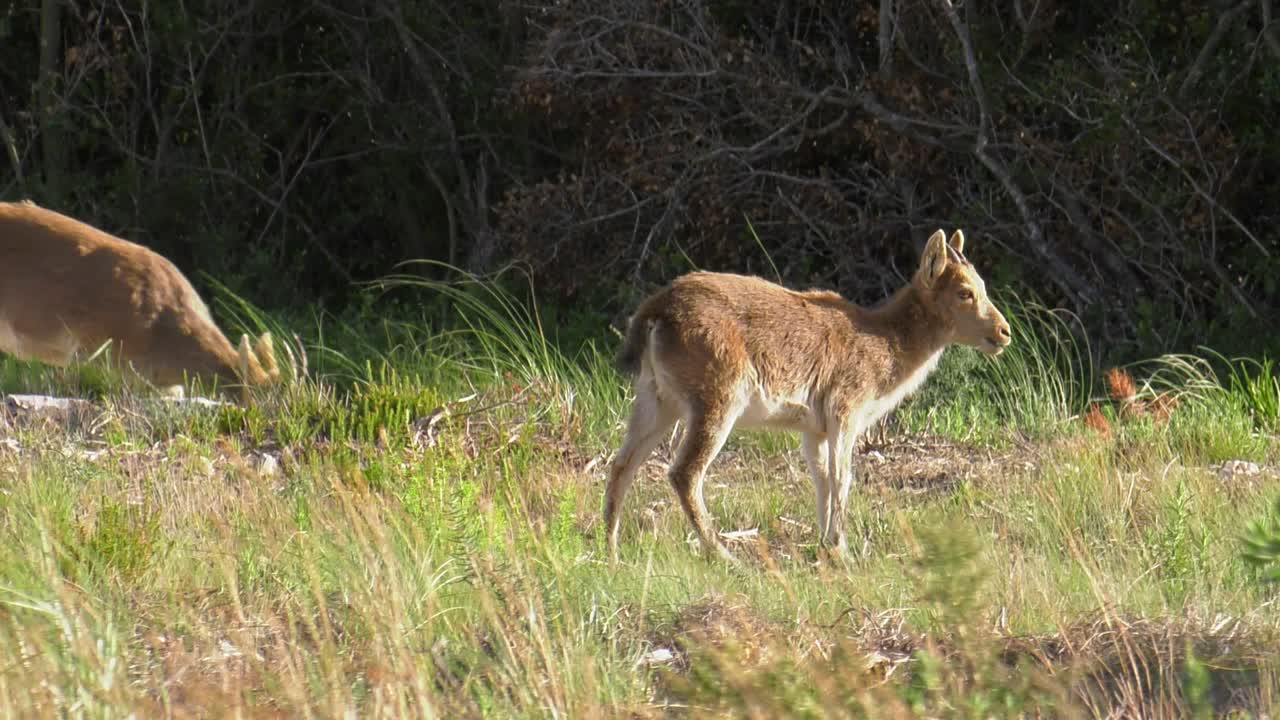 자연 환경에서 어머니와 함께 젊은 스페인 야생 염소, 이베리아 아이벡스