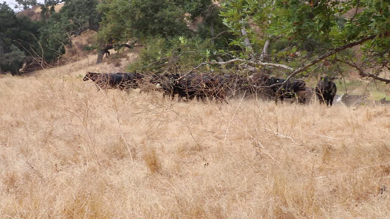 Herd of black Angus cattle wrapping around each other behind some mustard plant