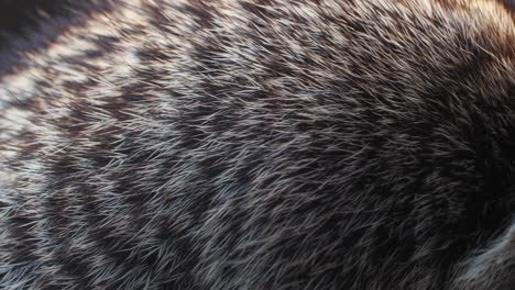 close-up of animal fur texture