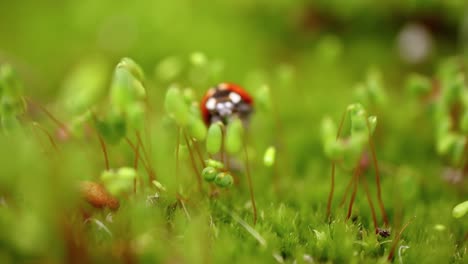 close-up wildlife of a ladybug in the green grass in the forest