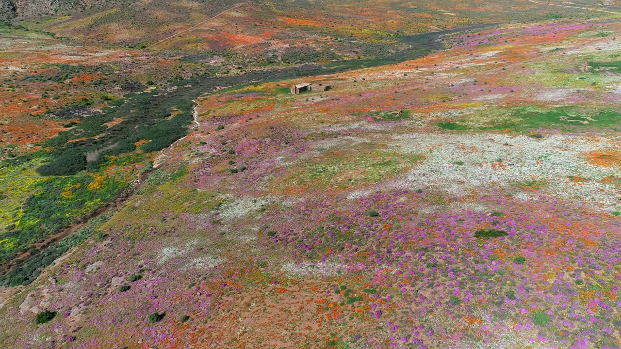 воздушный вид впечатляющих красочных ежегодных диких цветов намакваланда, северный кейп, южная африка