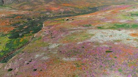 vista aérea de las espectaculares y coloridas flores silvestres anuales de namaqualand, cabo del norte, sudáfrica