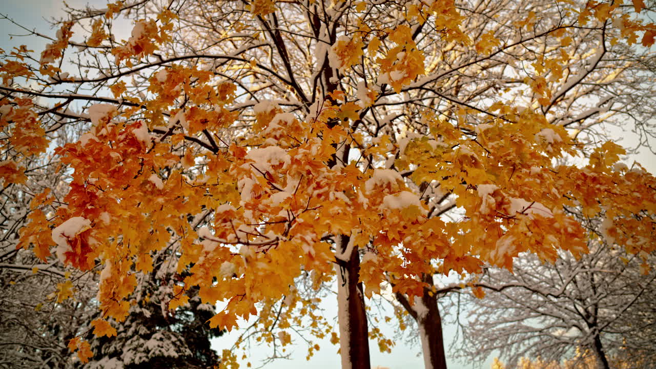 Unexpected early snowfall covers bright autumn leaves still on the branches. A rare mix of fall colors and fresh snow creates a striking seasonal contrast and a calm natural atmosphere