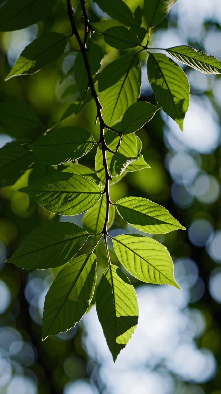 Close-up of sunlit green leaves with a bokeh background, captured from a low angle video