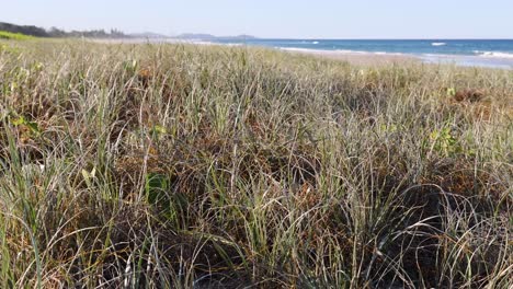 una transición gradual de la vista de la hierba densa a la playa abierta