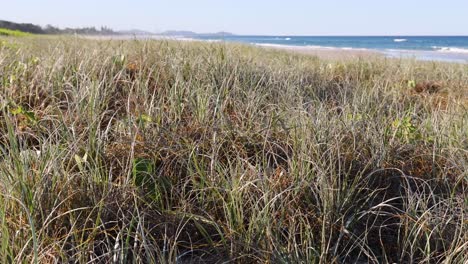 a gradual view transition from dense grass to open beach