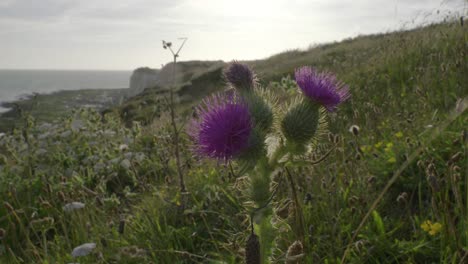 a purple thistle in bloom stands in a field of wildflowers