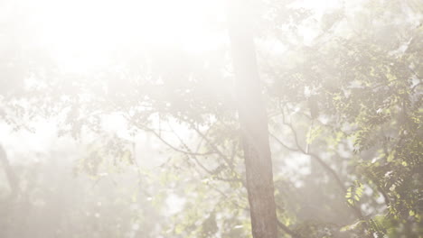 sunbeams through the trees in a foggy forest