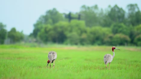 Zwei-Individuen,-Die-Mit-Ihren-Köpfen-Tief-Im-Gras-Stecken-Und-Nach-Wurzeln-Suchen,-Von-Denen-Sie-Sich-Ernähren-Können