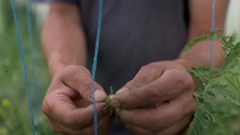 young gardener ties up cucumbers standing in greenhouse indoors