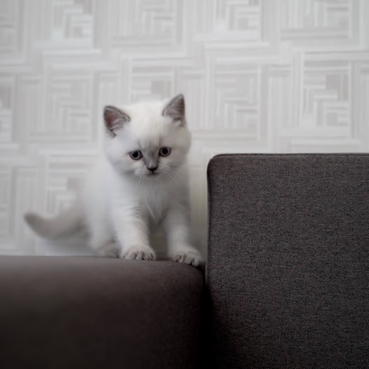Gatto carino che si rilassa sul divano