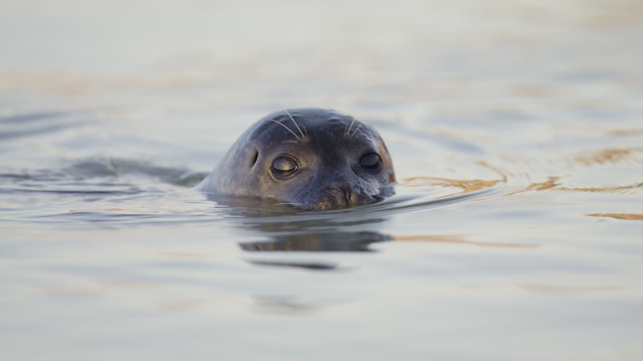 Low angle frontal view on face of cute common harbor seal swimming in calm ocean