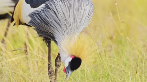 afrika-safari-vogel im masai mara north conservancy, graue gekrönte kraniche, die in den hohen graswiesen grasen, afrikanische wildtiere im masai mara nationalreservat, kenia