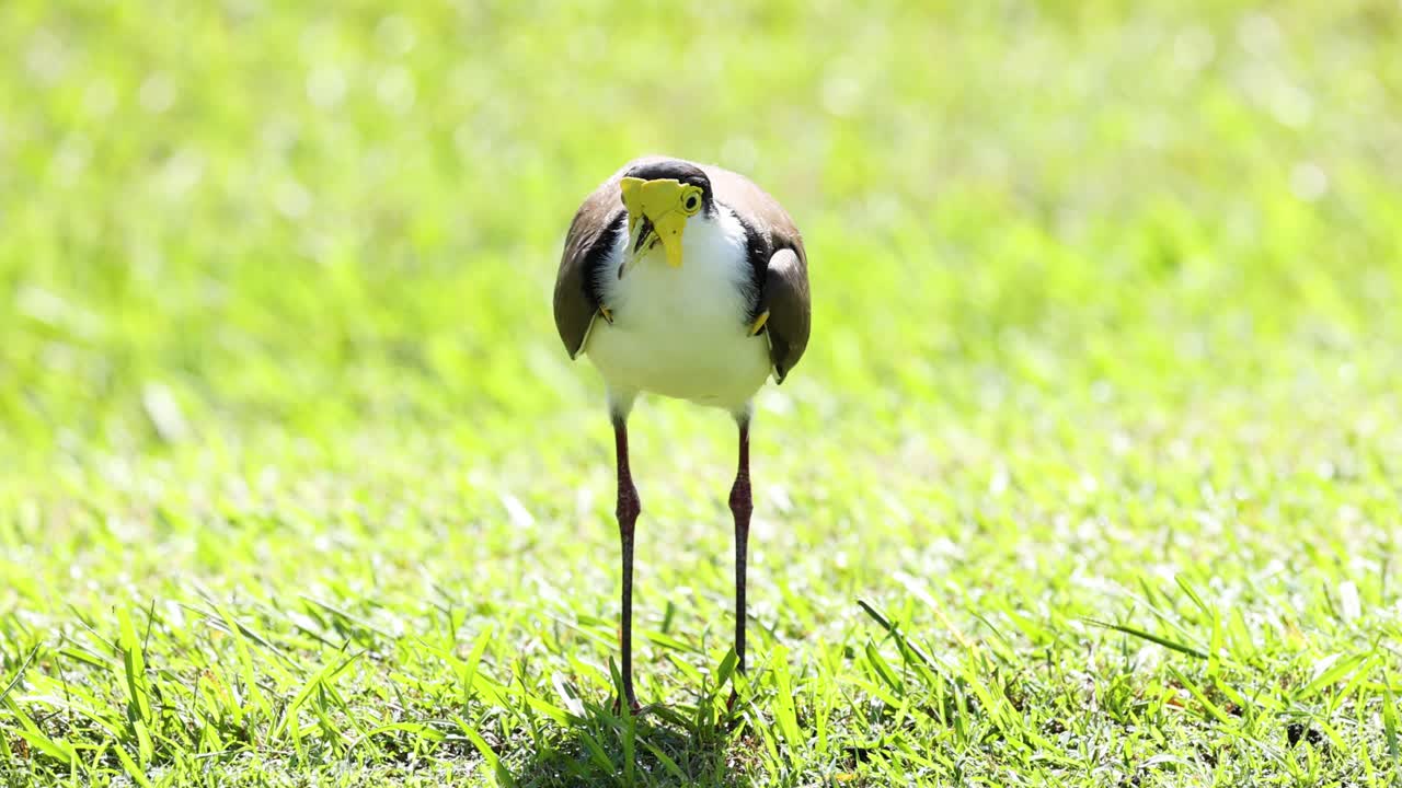 머리 위에 가면을 쓰고 잔디를 고 는