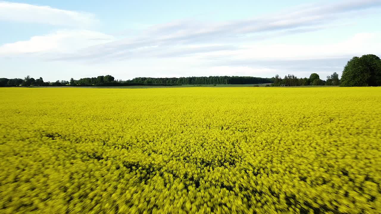 vuelo aéreo sobre el floreciente campo de colza, volando sobre flores amarillas de canola, roble verde, paisaje idílico de granjeros, hermoso fondo natural, tiro ascendente de drones retrocediendo
