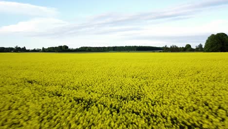 Vuelo-Aéreo-Sobre-El-Floreciente-Campo-De-Colza,-Volando-Sobre-Flores-Amarillas-De-Canola,-Roble-Verde,-Paisaje-Idílico-De-Granjeros,-Hermoso-Fondo-Natural,-Tiro-Ascendente-De-Drones-Retrocediendo