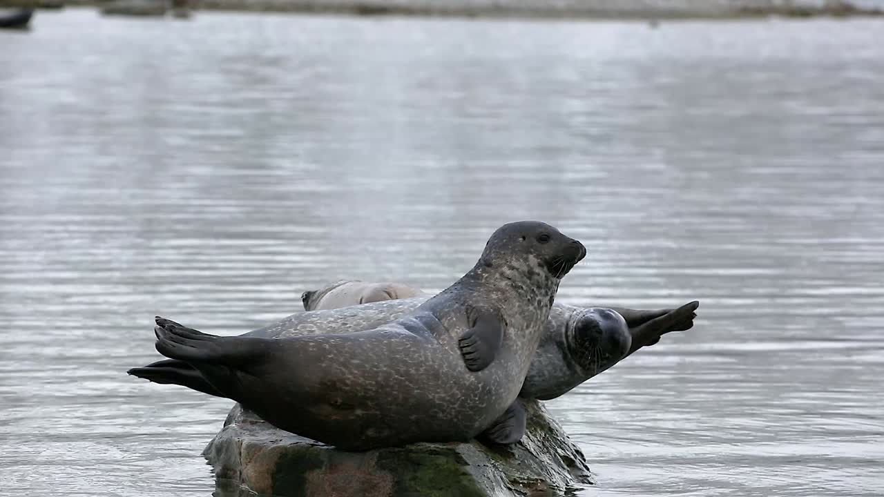 Funny Harbor Seal snapping at another seal trying to climb on the same rock