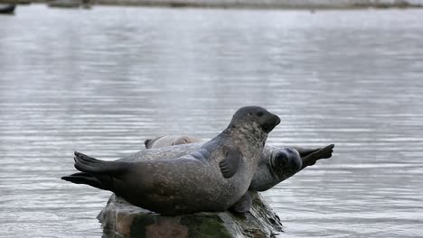 Graciosa-Foca-De-Puerto-Mordiendo-A-Otra-Foca-Que-Intenta-Trepar-A-La-Misma-Roca