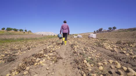 granjero caminando por el campo de patatas cosechadas.