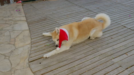 akita inu dog in a christmas santa hat, engaging in playful behaviors such as biting, twisting, turning, and shaking