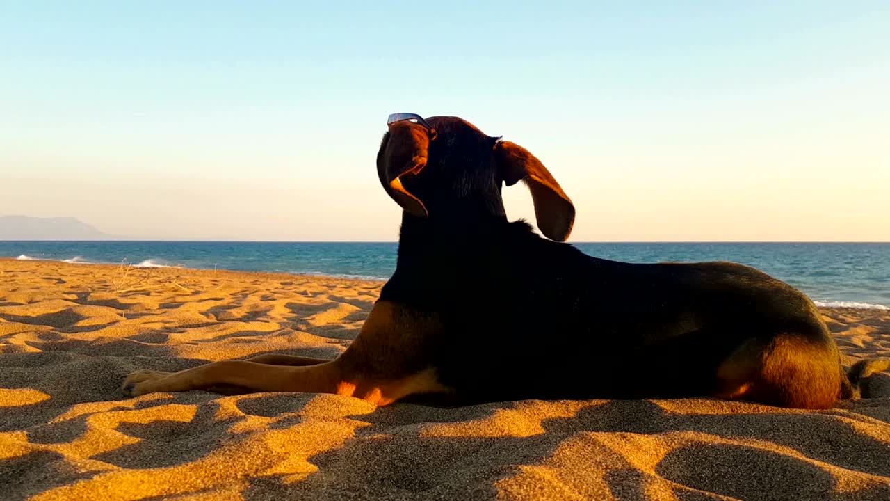 해변에서 선글라스를 입은 개의 재미있는 행복한 초상화입니다.