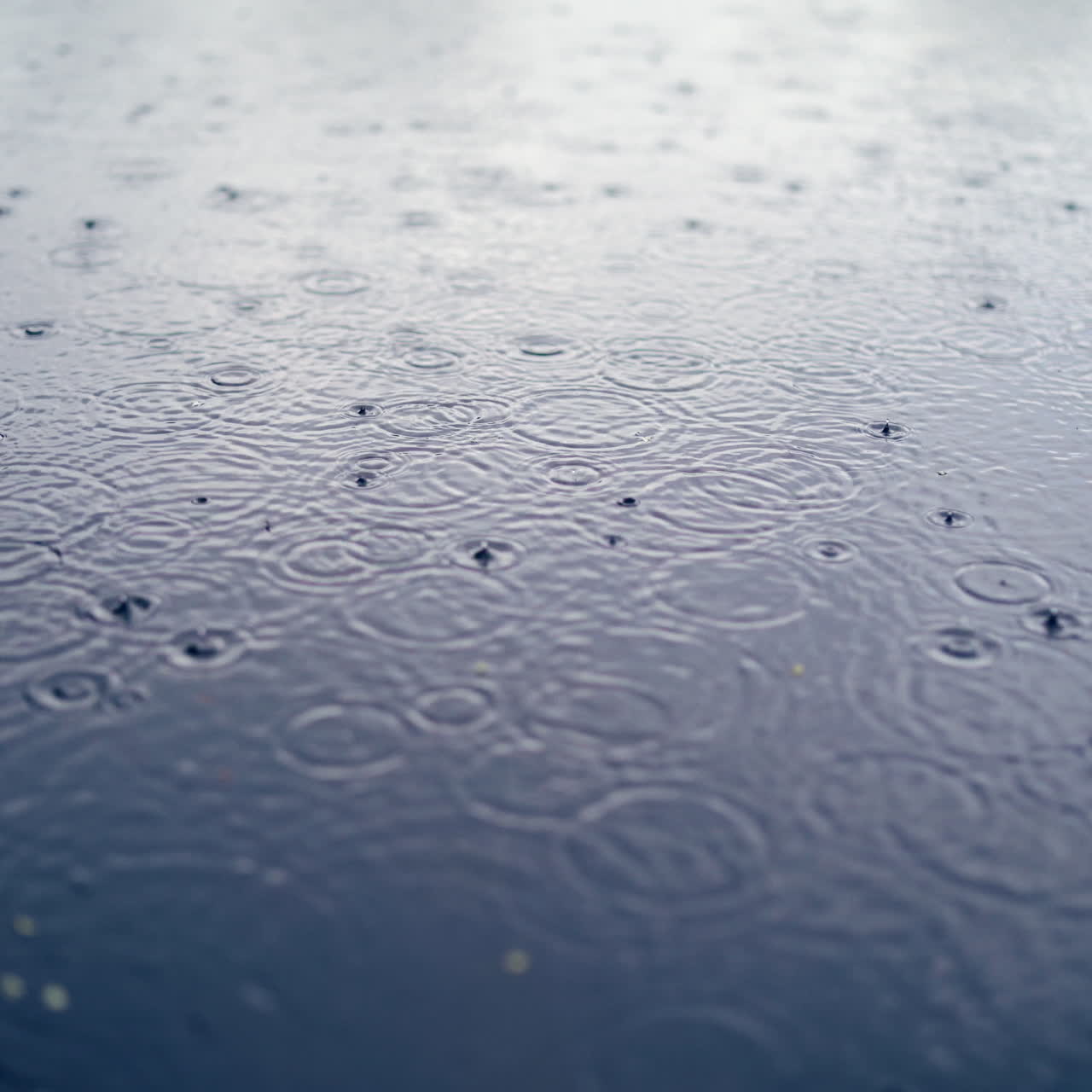 Many drops of rain are falling into the blue water outdoors. Heavy rain on the dark water background. Rain drops fall on water surface of pond, lake, river forming uniform background.
