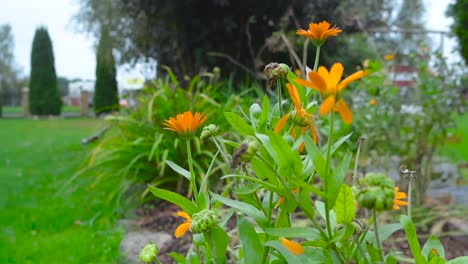 beautiful close up footage of orange marigold flowers and their blossoms moving slowly in the wind during a cloudy autumn or summer day. green grass, trees in the background blurred, flowers in focus.