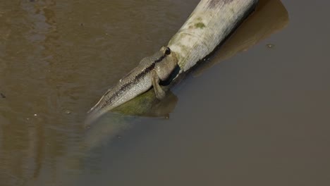 Seen-resting-on-a-diagonal-bamboo-during-the-day,-Gold-spotted-Mudskipper-Periophthalmus-chrysospilos,-Thailand