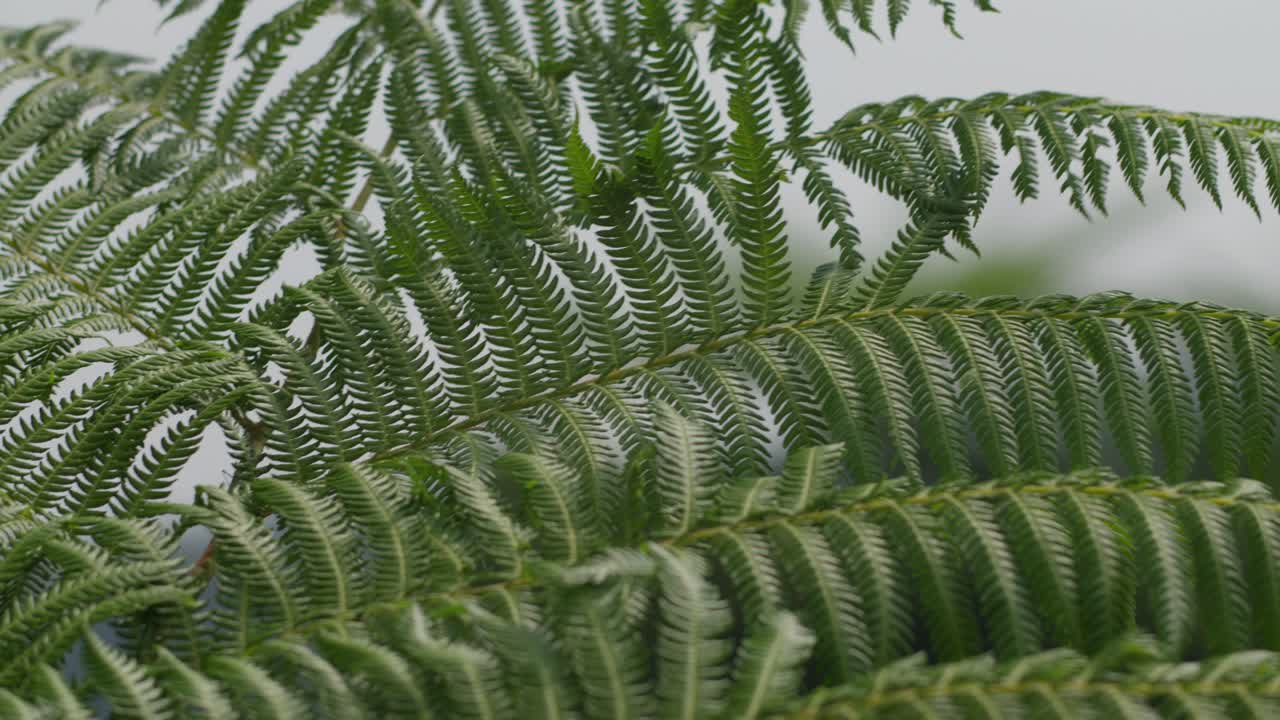 Lush green fern leaves sway gently in the wind against a soft blurred background