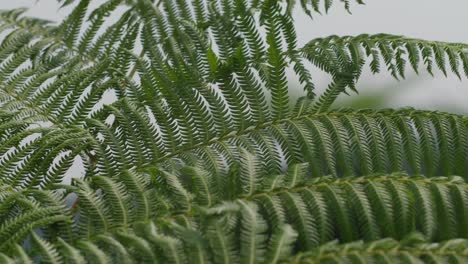 lush green fern leaves sway gently in the wind against a soft blurred background