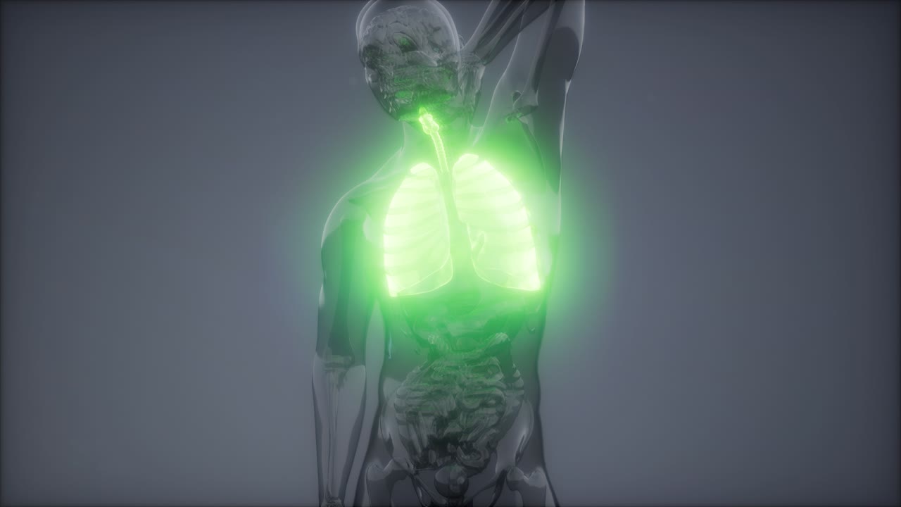 examen radiológico de los pulmones humanos