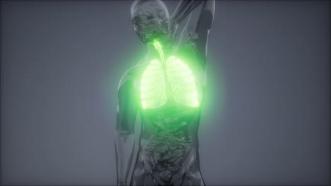 examen radiológico de los pulmones humanos