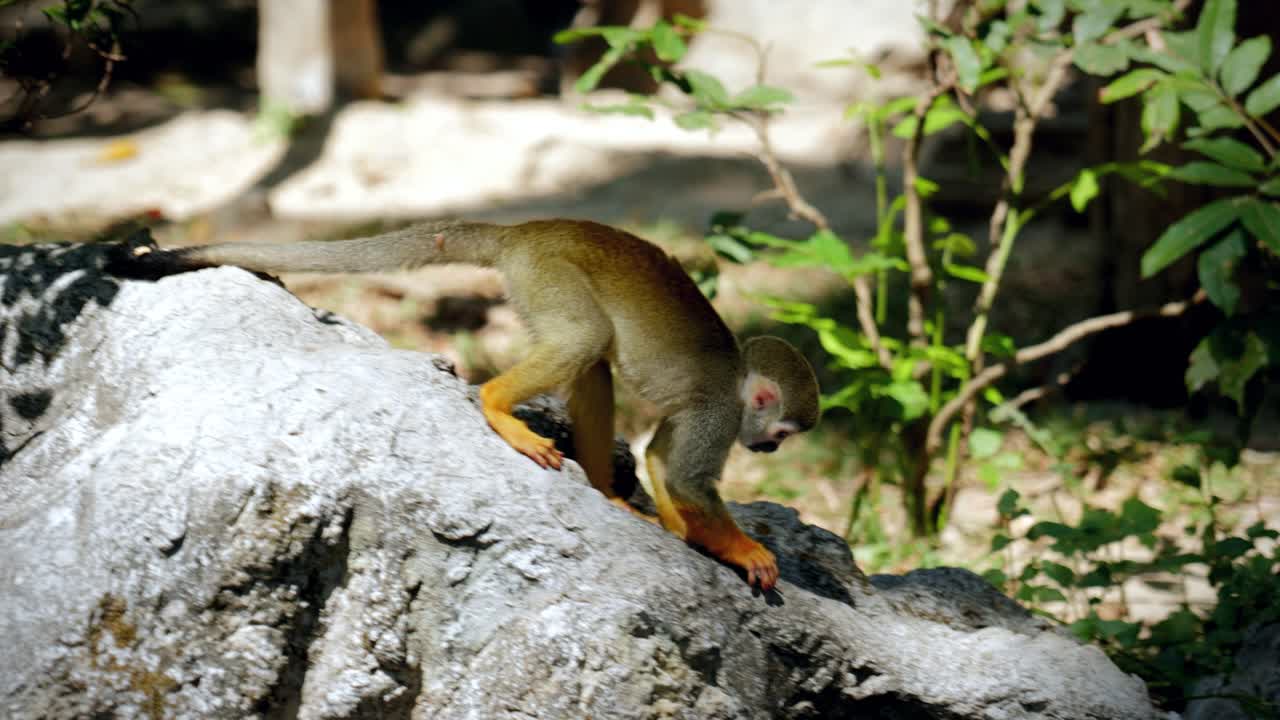 Close-Up of Squirrel Monkeys in a Tropical Rainforest Jungle
