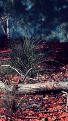 paisaje del interior de australia: tierra roja, hierba y árboles