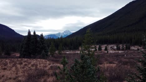 Mountain-with-pine-tree-forest-hills-yellow-grass