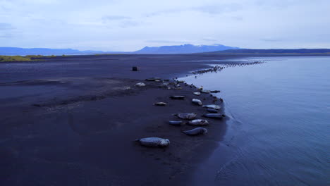 Kolonie-Von-Robben,-Die-Am-Schwarzen-Sandstrand-In-Der-Abgelegenen-Wildnis-Islands-Liegen