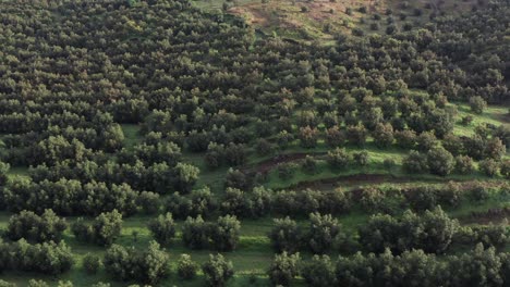 Drone-Disparó-Campos-De-Aguacate-En-Uruapan