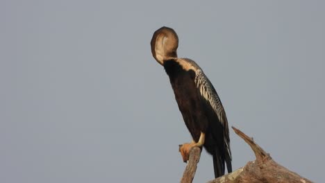 Anhinga-Chillt-Bei-Sonnenuntergang.