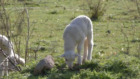 toma en cámara lenta de un adorable y suave cordero blanco pastando en una pequeña colina en cerdeña, italia