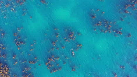 top aerial shot over wild seals swimming in a kelp algae forest south africa