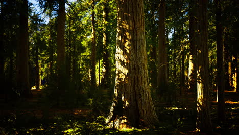 explore the tranquility of a lush forest during golden hour