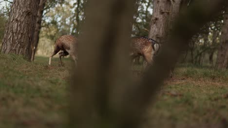 two stags fighting in a forest